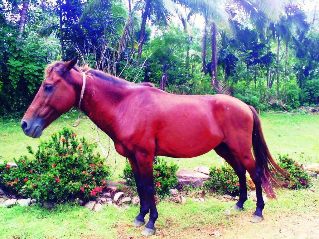 Sapphire Holiday Resort Ratnapura Zewnętrze zdjęcie